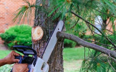 Benefits of Hiring Professional Tree Removal Experts in Aurora, CO